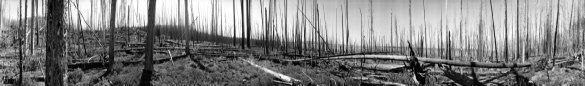 79 Burned Pines Near Yellowstone Lake no.2 (2008)
