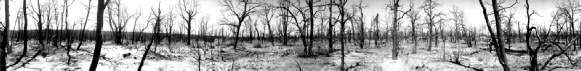 80 Burned Trees, Mesa Verde National Park (2003)