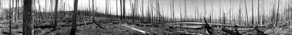 79 Burned Pines Near Yellowstone Lake no.2 (2008)