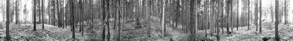 126 Pine Forest, Medicine Bow National Forest, Wyoming (2008)