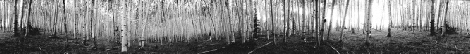 2 Aspen Grove, Medicine Bow national Forest no.2 (2000)
