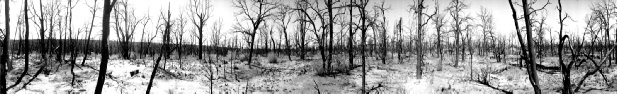 80 Burned Trees, Mesa Verde National Park (2003)