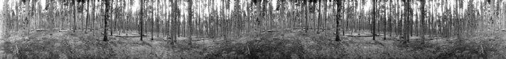 63 Pines, Yellowstone National Park ( 1997 ).jpg