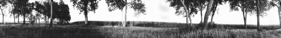 16 Trees and Corn Field,  Western Missouri (2011)