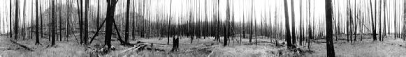 95 Burned Pines Near Yellowstone Lake no.1 ( 2007 )