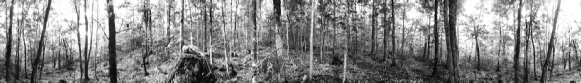 74 Forest Scene, Baxter State Park, Maine (2004)