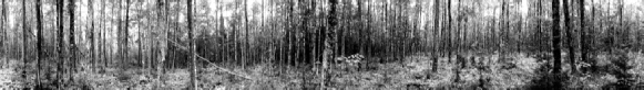 152 Sugar Maples, Baxter State Park, Maine ( 2004 )