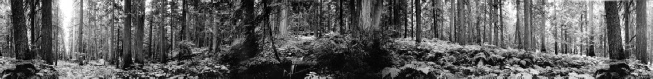 25 Hemlock Forest, British Columbia no.1 (1999)